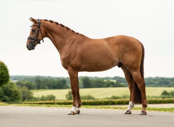 Inne konie gorącokrwiste, Wałach, 12 lat, 163 cm, Ciemnokasztanowata