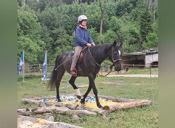 Inne konie gorącokrwiste, Wałach, 14 lat, 157 cm, Kara