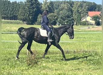 Inne konie gorącokrwiste, Wałach, 16 lat, 167 cm, Kara