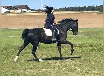 Inne konie gorącokrwiste, Wałach, 16 lat, 167 cm, Kara