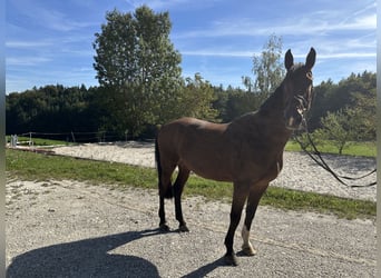 Inne konie gorącokrwiste, Wałach, 16 lat, 170 cm, Gniada