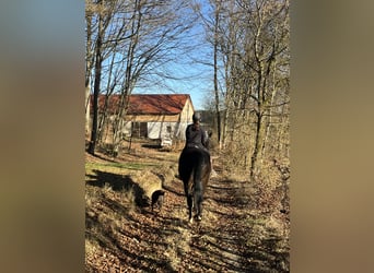 Inne konie gorącokrwiste, Wałach, 17 lat, 160 cm