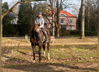 Inne konie gorącokrwiste, Wałach, 18 lat, 162 cm, Kara