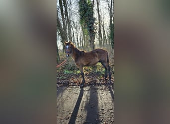 Inne konie gorącokrwiste Mix, Wałach, 1 Rok, 156 cm, Może być siwy