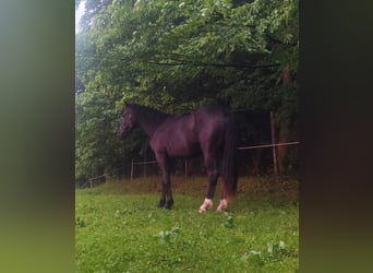 Inne konie gorącokrwiste Mix, Wałach, 2 lat, 160 cm, Kara