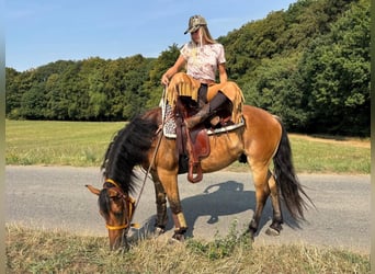 Inne konie gorącokrwiste, Wałach, 3 lat, 151 cm, Gniada