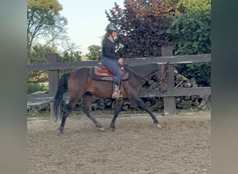 Inne konie gorącokrwiste, Wałach, 3 lat, 155 cm, Gniada