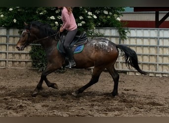 Inne konie gorącokrwiste, Wałach, 3 lat, 158 cm, Tarantowata
