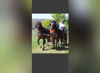 Inne konie gorącokrwiste, Wałach, 3 lat, 160 cm, Gniada