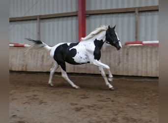 Inne konie gorącokrwiste, Wałach, 3 lat, 162 cm, Srokata