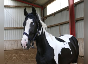 Inne konie gorącokrwiste, Wałach, 3 lat, 162 cm, Srokata