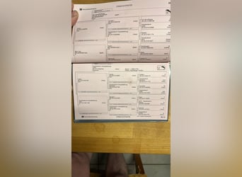 Inne konie gorącokrwiste, Wałach, 3 lat, 164 cm, Karosiwa