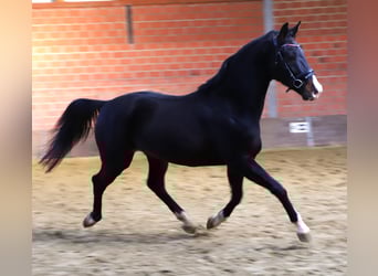 Inne konie gorącokrwiste, Wałach, 3 lat, 165 cm, Kara