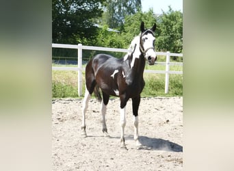 Inne konie gorącokrwiste, Wałach, 3 lat, 168 cm, Srokata
