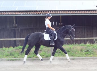 Inne konie gorącokrwiste, Wałach, 3 lat, 170 cm, Kara
