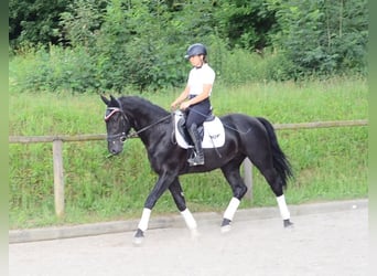 Inne konie gorącokrwiste, Wałach, 3 lat, 170 cm, Kara