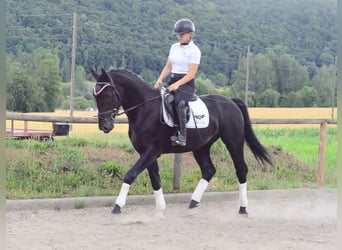 Inne konie gorącokrwiste, Wałach, 3 lat, 170 cm, Kara