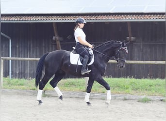Inne konie gorącokrwiste, Wałach, 3 lat, 170 cm, Kara