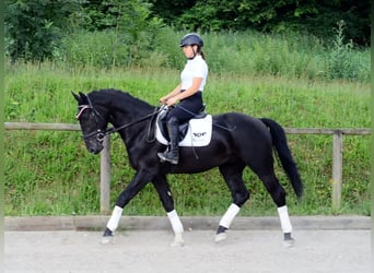 Inne konie gorącokrwiste, Wałach, 3 lat, 170 cm, Kara