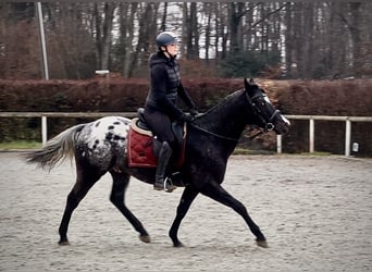 Inne konie gorącokrwiste, Wałach, 4 lat, 150 cm, Tarantowata