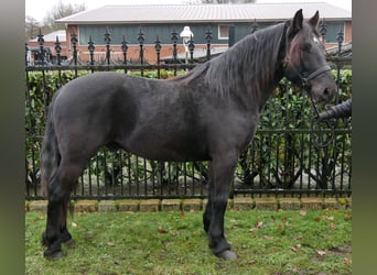 Inne konie gorącokrwiste, Wałach, 4 lat, 152 cm, Kara