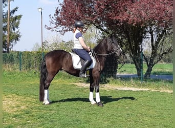 Inne konie gorącokrwiste, Wałach, 4 lat, 155 cm, Kara