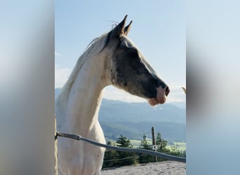 Inne konie gorącokrwiste Mix, Wałach, 4 lat, 156 cm, Srokata