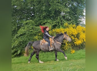 Inne konie gorącokrwiste, Wałach, 4 lat, 160 cm, Siwa jabłkowita