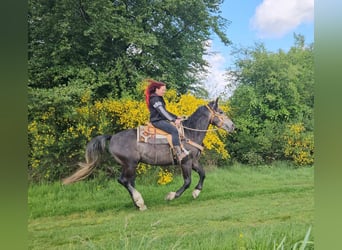 Inne konie gorącokrwiste, Wałach, 4 lat, 160 cm, Siwa jabłkowita