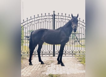 Inne konie gorącokrwiste, Wałach, 4 lat, 162 cm, Ciemnogniada
