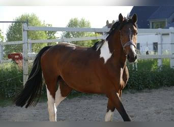 Inne konie gorącokrwiste, Wałach, 4 lat, 164 cm, Srokata