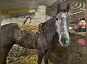 Inne konie gorącokrwiste, Wałach, 4 lat, 165 cm, Siwa