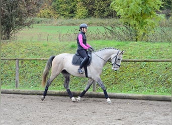 Inne konie gorącokrwiste, Wałach, 4 lat, 166 cm, Siwa