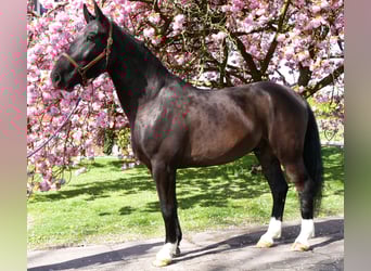 Inne konie gorącokrwiste, Wałach, 4 lat, 167 cm, Skarogniada