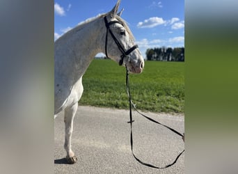 Inne konie gorącokrwiste, Wałach, 5 lat, 155 cm, Kasztanowatodereszowata