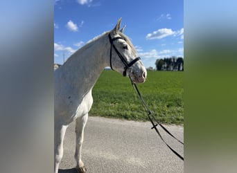 Inne konie gorącokrwiste, Wałach, 5 lat, 155 cm, Kasztanowatodereszowata