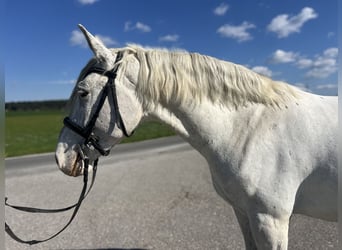Inne konie gorącokrwiste, Wałach, 5 lat, 155 cm, Kasztanowatodereszowata
