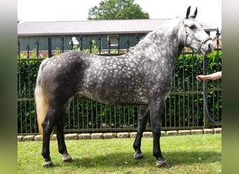 Inne konie gorącokrwiste, Wałach, 5 lat, 160 cm, Siwa jabłkowita