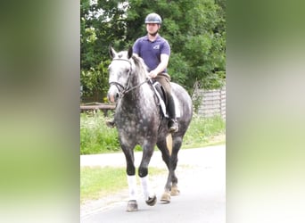 Inne konie gorącokrwiste, Wałach, 5 lat, 160 cm, Siwa jabłkowita