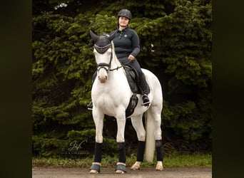 Inne konie gorącokrwiste, Wałach, 5 lat, 164 cm, Cremello