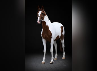 Inne konie gorącokrwiste, Wałach, 5 lat, 164 cm, Srokata