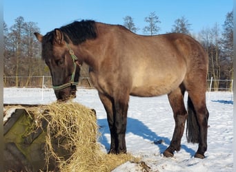 Inne konie gorącokrwiste Mix, Wałach, 6 lat, 156 cm, Jelenia