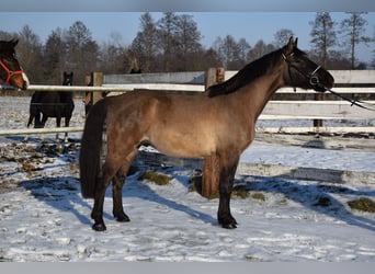 Inne konie gorącokrwiste, Wałach, 6 lat, 156 cm, Jelenia
