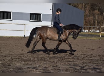 Inne konie gorącokrwiste, Wałach, 6 lat, 156 cm, Jelenia