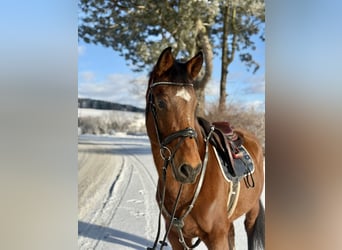 Inne konie gorącokrwiste, Wałach, 6 lat, 160 cm, Gniada