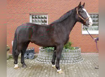 Inne konie gorącokrwiste Mix, Wałach, 6 lat, 160 cm, Kara