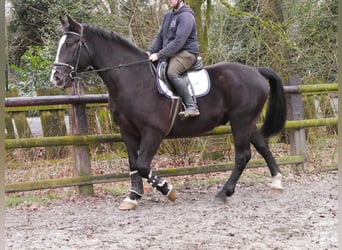 Inne konie gorącokrwiste Mix, Wałach, 6 lat, 160 cm, Kara