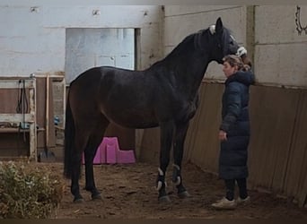 Inne konie gorącokrwiste, Wałach, 6 lat, 161 cm, Ciemnogniada