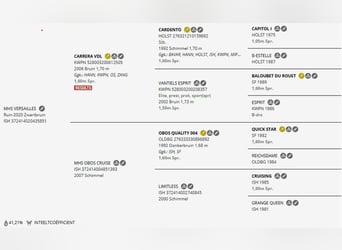 Inne konie gorącokrwiste, Wałach, 6 lat, 162 cm, Gniada