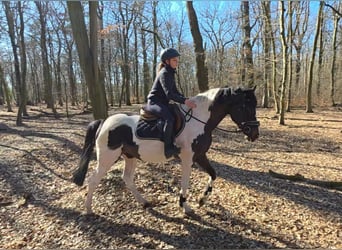 Inne konie gorącokrwiste, Wałach, 6 lat, 165 cm, Srokata